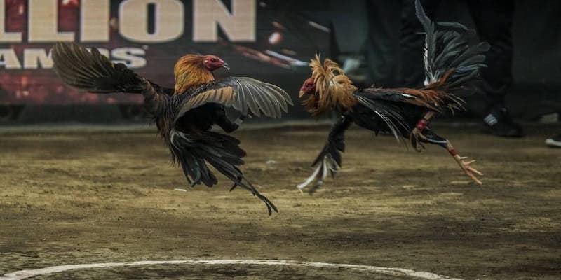 Chiến thuật tăng tỷ lệ thắng trong đá gà 33win